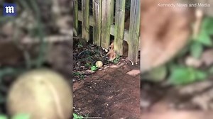 Golden retriever tries to reach ball under fence instead of using open gate