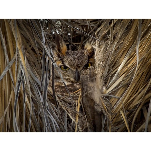 Arizona Great Horned Owl in Camouflage | Southwestern Photography Print - Etsy