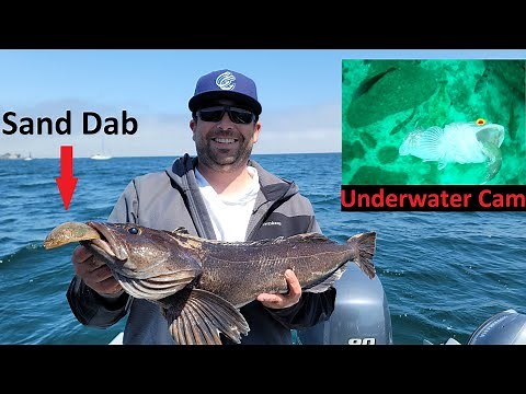 Catching LINGCOD w/ LIVE SAND DABS **ALL WITH UNDERWATER CAM**