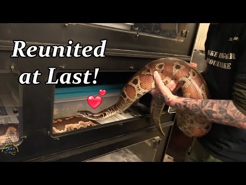 Bill Pairs Up the HUGE Blood Pythons for the Breeding Season! 🐍💗🐍
