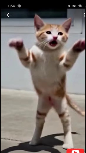 Little Cute Cat Playing So Sweet 😍World’s Most Cute Cat Video 🐱✨ #animals #beautifulcat