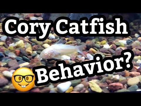 Behavior of Albino Cory Catfish Tanks