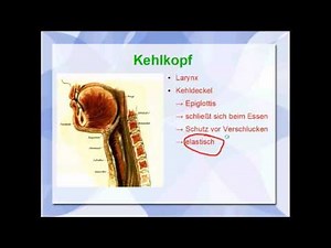 Atmungssystem: Anatomie und Physiologie der Lunge