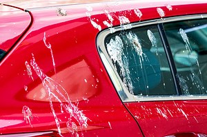 Why Do Birds Always Poop on Your Car? Symbolism and More!