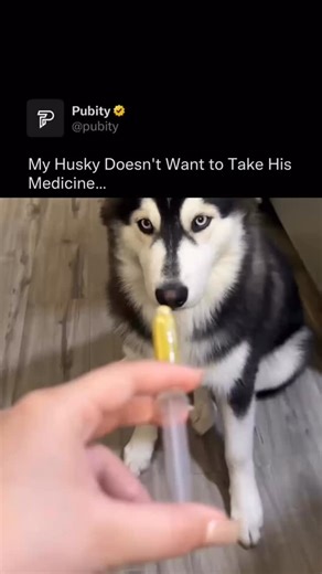 Pubity on Instagram: "🤣 Huskies have a flair for drama, and this one proves it with every hilarious protest. Faced with medicine time, the playful stubbornness kicks in — turning simple care into a full performance. Their expressive eyes and dramatic reactions remind us just how clever and spirited they truly are. Yet beneath all the theatrics lies a loyal heart. Even in their defiance, huskies bring laughter, warmth, and unforgettable character to every home. Their antics show that love often 