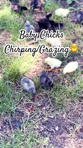 Baby Chicks Chirping/Grazing🐥