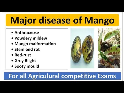 Major Disease of Mango and their management/आम की मुख्य रोग।