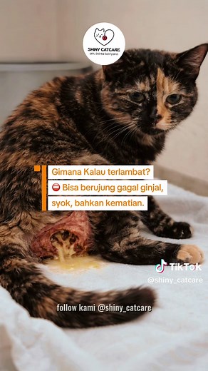 Risiko Kucing Betina Birahi Tanpa Sterilisasi