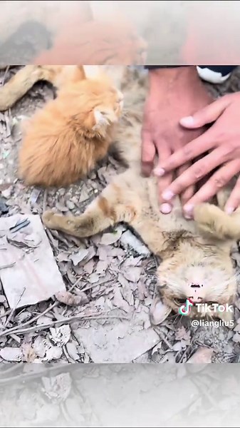 Animals 123 on TikTok