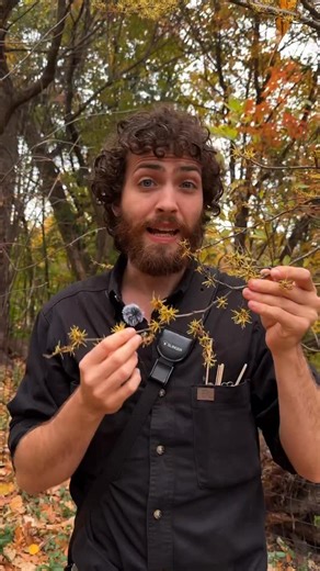 Witch-hazel (Hamamelis virginiana) is an exceedingly common understory shrub in Eastern NA, where it can bloom as early as October in Maine, and as late as December in Florida! Keep your eyes out for this wonderful shrub! . #tree #trees #plant #plants #botany #garden #gardening #Forest #forestry #arborist #dendrology #horticulture | Levitreeschool