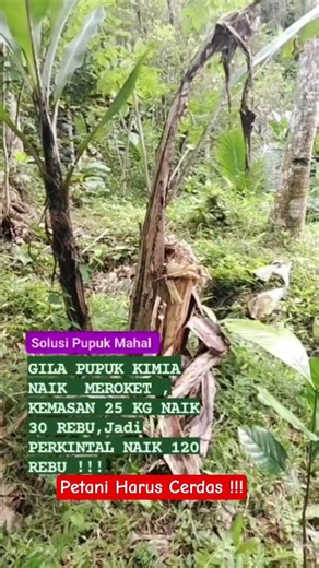 Solusi Petani Pupuk Kimia Makin Mahal !!!