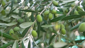 olive ,olive trees, Olive forest, olive tree leaf,olive, olive trees, Olive forest,