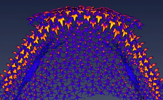 A shark's infinite regeneration of teeth: