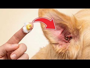 Stop itchy ears in dogs with 2 ingredients 🍃 (in 15 minutes) 😮