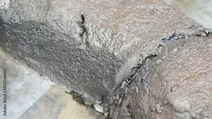 Beavers or Lutrinae. The 13 extant otter species are all semiaquatic, aquatic, or marine, with diets based on fish and invertebrates.