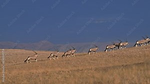 huge herd of Oryx antelope (Oryx) migrating in Namib-Naukluft-Park, Namibia, Africa