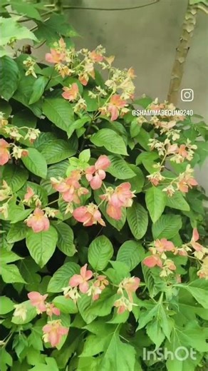 My Beautiful Flower Garden 🌸 | Colorful Blooms & Peaceful Nature Vlog