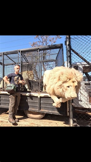 332K views · 10K reactions | A little chaos at the LION Sanctuary! #cat #wildlife #nature Watch the full video here - https://youtu.be/V-6ksNeGiEY Check out our merch here - thelionwhispererclothing.com | Kevin Richardson | Facebook