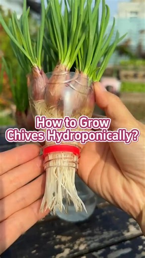 How to grow chives hydroponically? #plantlover #gardening101 #garden #planting #planttips | Grow with chris