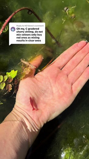 Replying to @HEYdeno “C grade?” stop slagging off my sea monkeys 🥴