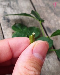 Gardening tips: grafting flowers for a stunning garden. | Fabiosa Fitness