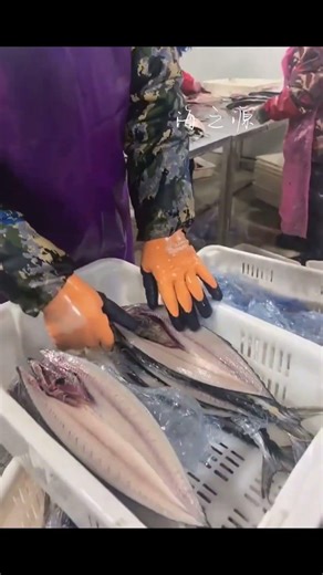 Fish back opening machine #fishprocessing #fillet #seafoodprocessing