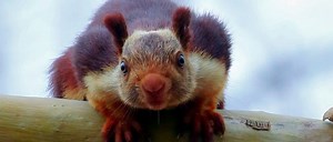 Indian Giant Squirrel