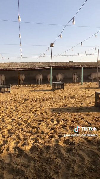 Mashallah heavy beauties 🥀🖤 #trending #season2025start #fyp #foryoupage #cattlefarm #northernbypassmandi #cattleinfo #bakraeid