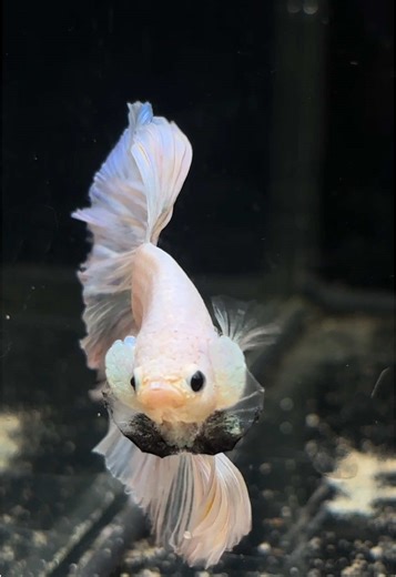 Jax🤍#betta #kampffisch #kampffischmännchen #bettahalfmoon