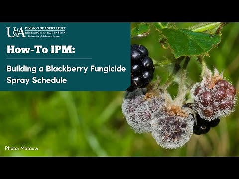 Managing Diseases in Blackberry - Building a Fungicide Spray Schedule