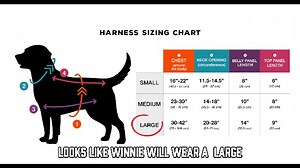 Watch How to Measure a Wilderdog Harness on Amazon Live