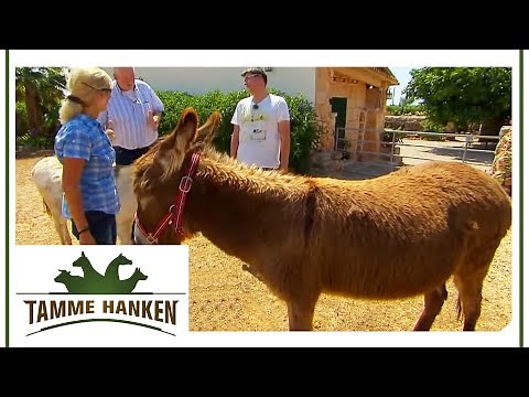 The stubborn donkey with a sweeping attack | Tamme Hanken | Kabel Eins
