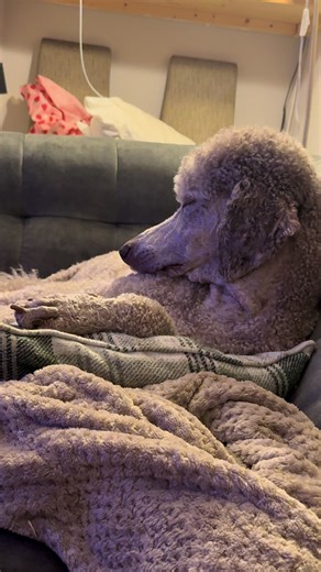 One quiet poodle and 2 crazy’s no sleep for you Walter #poodlelife #standardpoodle #fyp #poodlesoftiktok