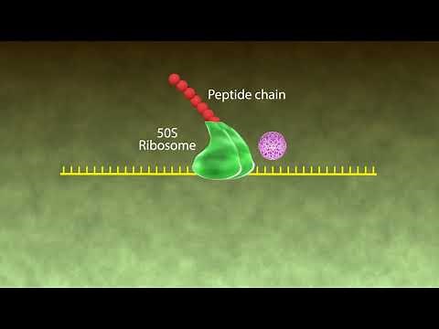 Mechanism of Action Macrolides