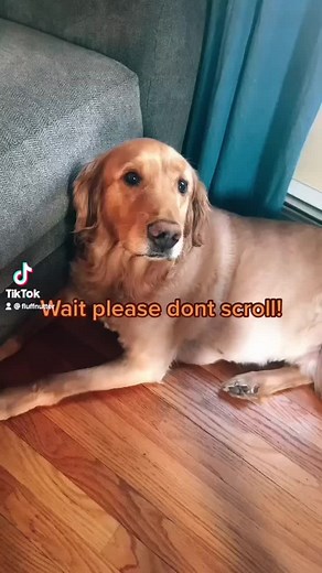 Fluffnutter:) on TikTok