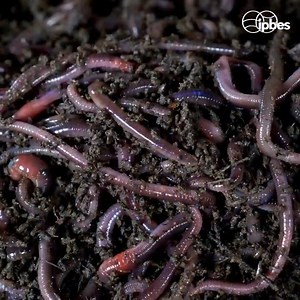 #Soil erosion on degraded lands is accelerated by: ⛈More extreme weather events 🔥Increased risk of forest fires 🦫Changes in the distribution of invasive species, pests & pathogens - IPBES #LandDegradation Assessment | United Nations Biodiversity