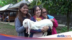 Serunya Wisata Edukasi Goatzilla Farm di Lereng Semeru