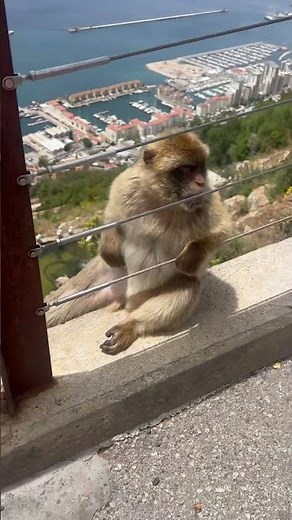 Monkeys in Gibraltar - Barbary Macaques