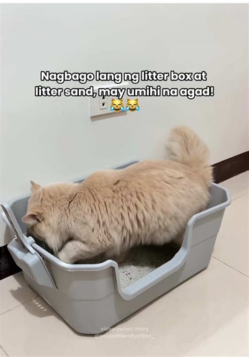 Keeping your cat’s litter area clean can be easier with a well-designed litter box. This large cat litter box has high sides to help prevent litter from scattering, giving you a tidier space. ✨ The open-top design provides better ventilation and makes it simple to check on your cat’s habits and health. With a spacious interior and low front entry, it’s suitable for kittens, larger cats, and seniors. 🐈🐈‍⬛ It’s made from durable, BPA-free material and comes with a scooper for added convenience.