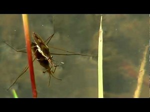 Common Pond Skater, Water Strider or Water Bug (Gerris lacustris) / Gemeiner Wasserläufer [4]