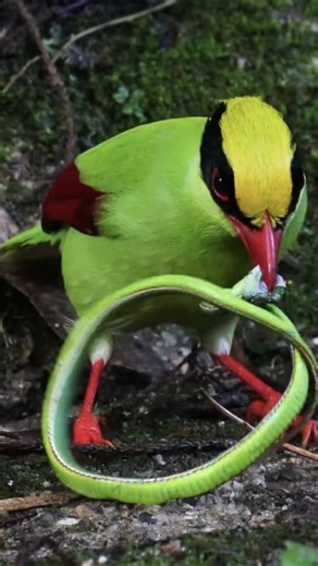 What an epic showdown! A fearless magpie protects its home from an invading viper. #EcoFuture #EcoCivilization #Foryou #Happy #FunChina | China Plus Culture