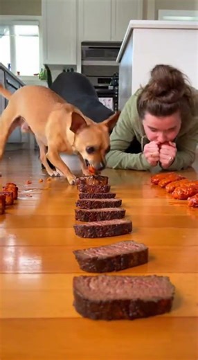 CRAZY Dog Eating Battle! #dog #funny #eatingchallenge #chihuahua #pets