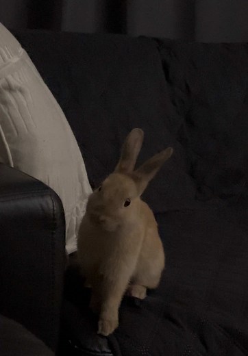 #bunniesoftiktok #cuteanimals #fyp #viral_video