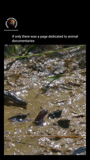 Animal Documentaries Hub on Instagram: "Brace yourself for a heart-stopping journey into the wild! 🐸😱 Witness the perilous journey of baby toads as they navigate a treacherous 'killing zone' teeming with giant leeches, some reaching 15cm long! 🕷️ These bloodthirsty creatures have a keen sense of smell and five pairs of eyes, making them formidable predators. With their three sets of teeth and ability to grab with either end of their body, the leeches are a force to be reckoned with. But despi