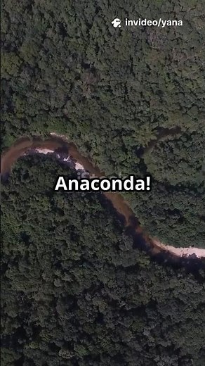 GIANT Anaconda Spotted! 😱 Amazon River's Secret Monster! #Anaconda #Amazon #WildlifeShorts