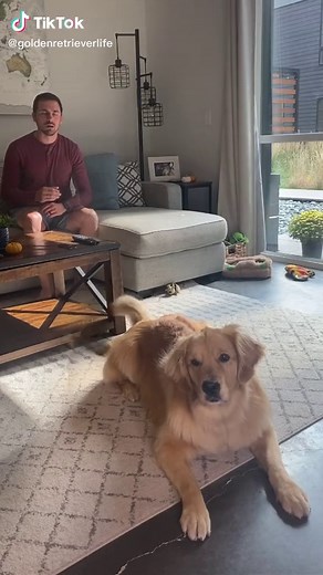 Golden Retriever Dancing Compilation
