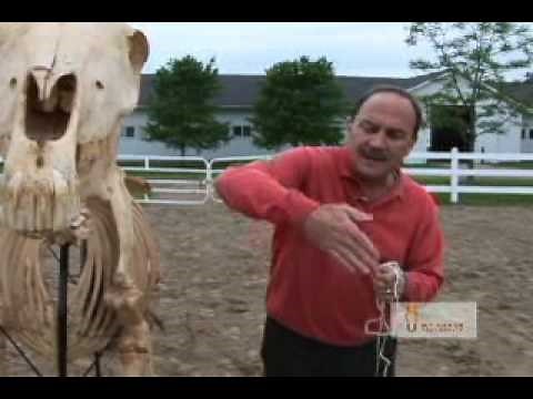 Equine Footfall Patterns - Toed-Out