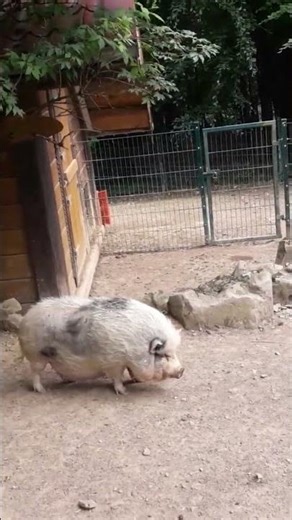 Cute Teacup pigs 🐖 #shorts #pigs #animals #youtubeshorts #teacuppigs