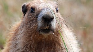 Olympic Marmot