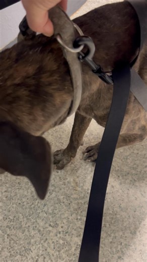 Pixie Chick on Reels